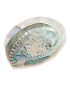Abalone Shell -Haliotis Midae 10-12 cm