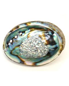 Abalone Shell 12-15 cm