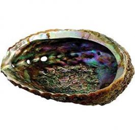 Albourne Shell Green Abalone Shell 10-12cm | Wholesale Abalone shells | Eastern ...
